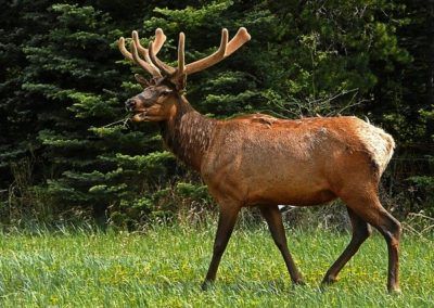 An elk near Banff.